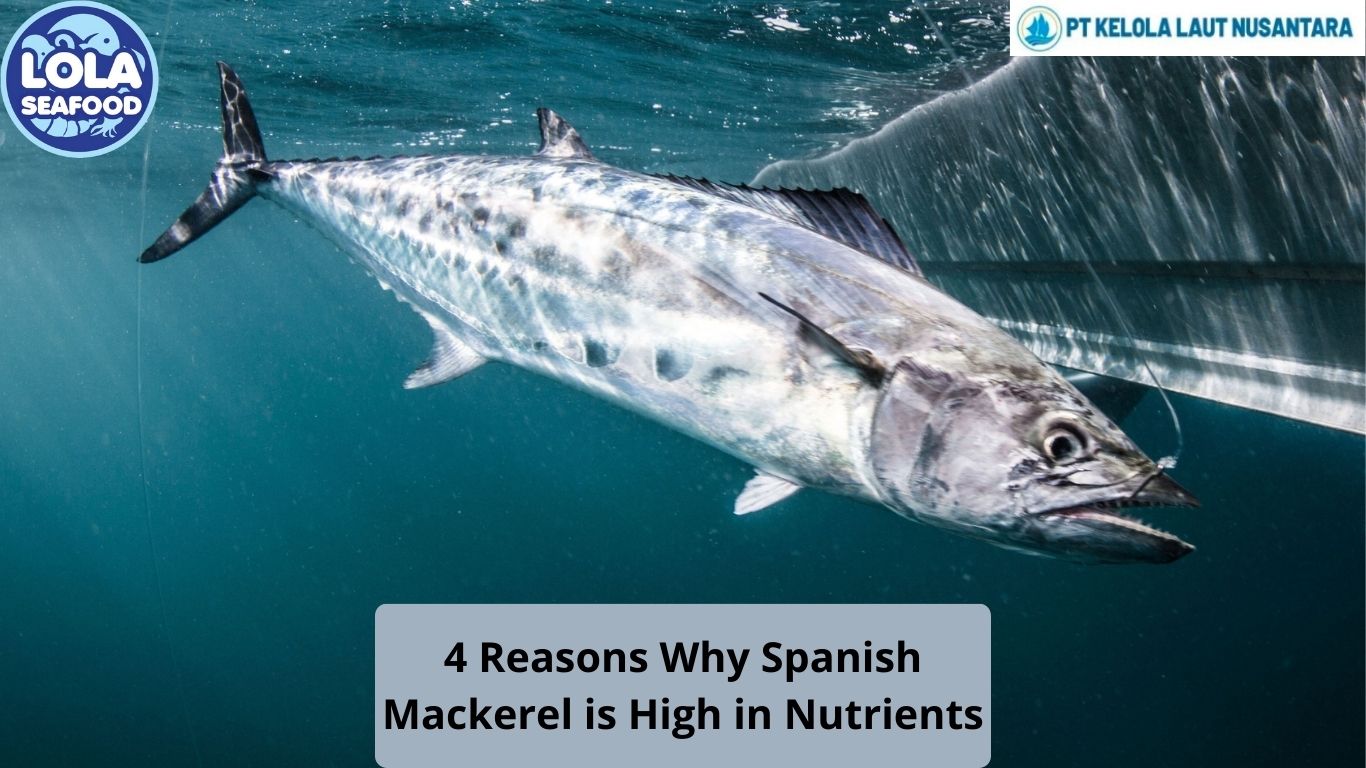 4 Reasons Why Spanish Mackerel is High in Nutrients